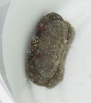 crab