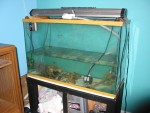 100G tall: sixline and mystery wrasse are in there somewhere... corals too