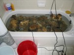 bathtub w/ all my LR! the evil crab is in that white container on the left!