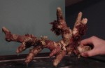 a descent sized piece of tonga branch i got at jeff's.