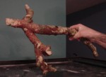 a descent sized piece of tonga branch i got at jeff's.