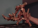 a descent sized piece of tonga branch i got at jeff's.