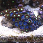 blue2 2