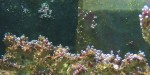 algae