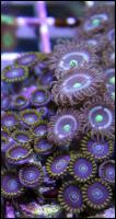 Coral Shoot 20150725