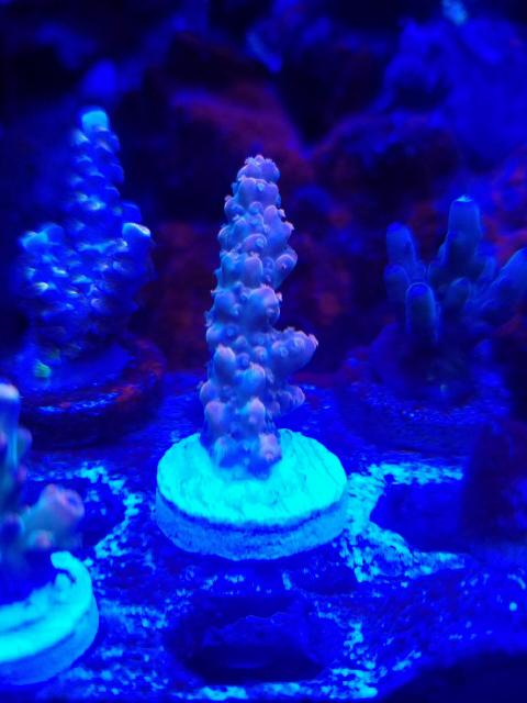 Orange Sherbet 20160427_210705_1461809257108