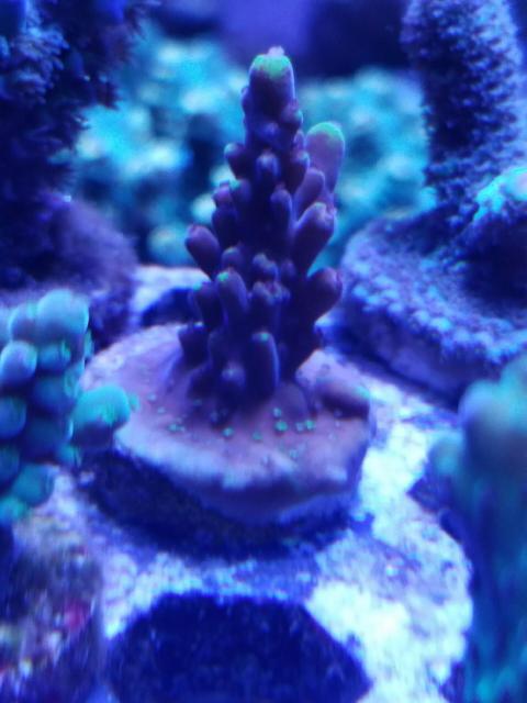 Fox Flame 20160427_211122_1461809493221