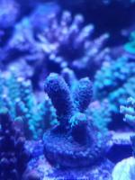 Blue Flame 20160426_211924_1461809132509