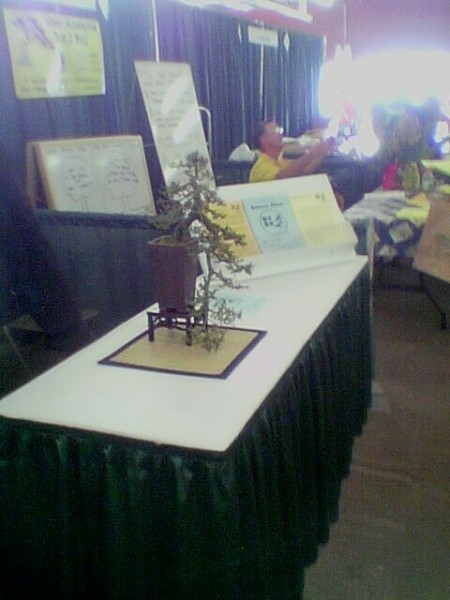 home show 2003: cool bonzai tree.. overexposed windows, eh?