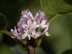 Lilac2