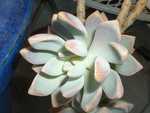 desert rose 3