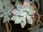 desert rose 1