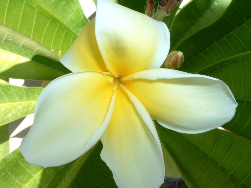 Plumeria3