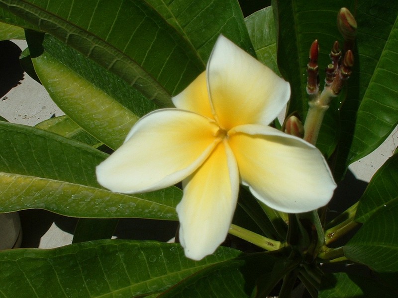 Plumeria2