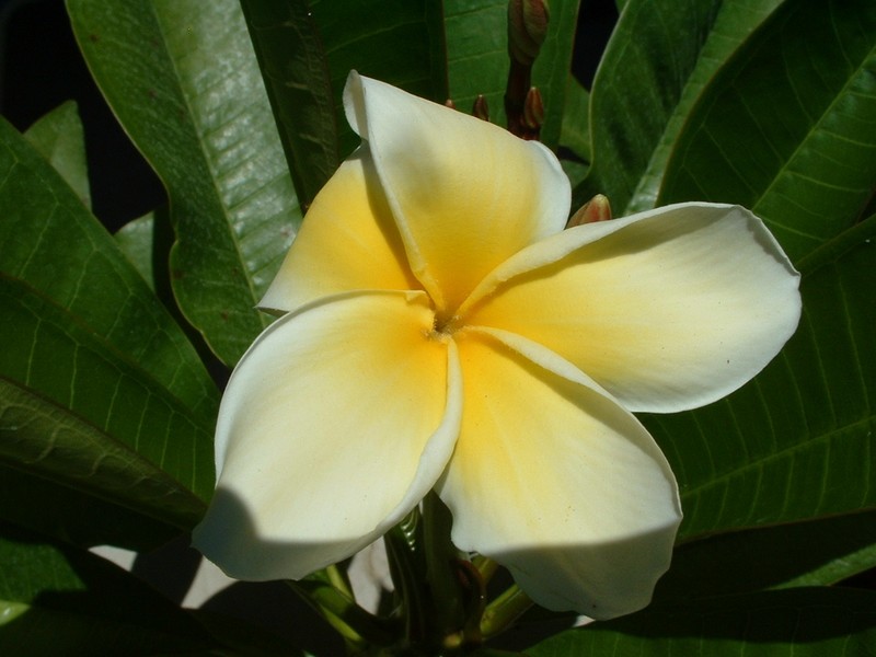 Plumeria1