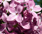 Lilac Crop3