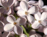 Lilac Crop2