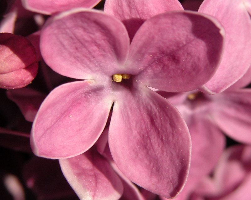 Lilac crop1