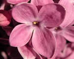 Lilac crop1