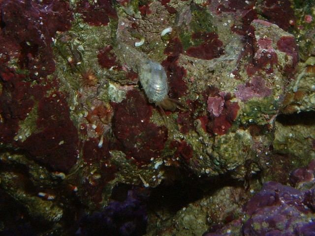 Stomatella sp. snail
