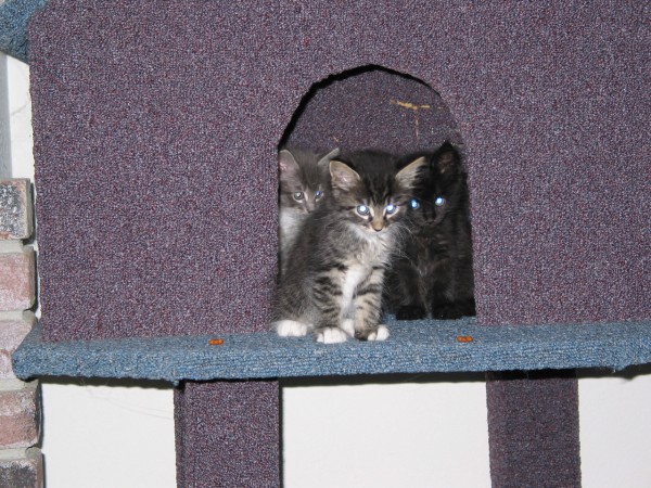 three kittens peaking through the cat house!