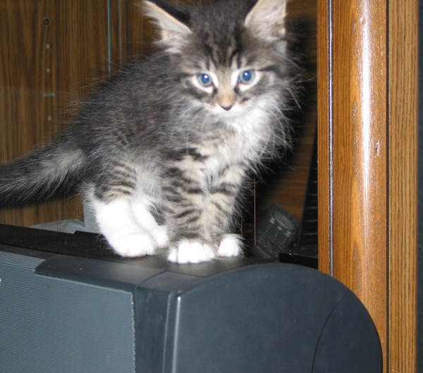 Little kitten on my center channel speaker!