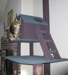 Highlight for Album: Cat Tree Phase 2 2002-03-15: The Side Ladder