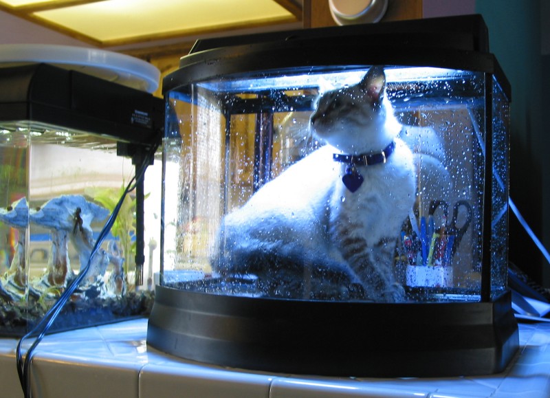 Here she is in my 155G bow front tank.. She's HUGE!!! ok, ok, it's only a 7G nano tank... Jan/2004