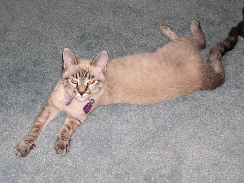 Our kitten Dori, ~6 months 2004.04.19