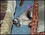 Dori chilling by her purple feather toy.