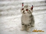 devilcat