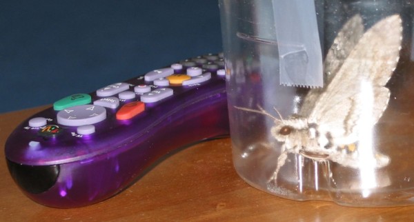 here he is next to my tivo remote to give you a size comparison!