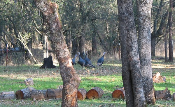 wild turkeys at my grandma and grandpa's place in placerville ON THANKSGIVING!! the nerve!!