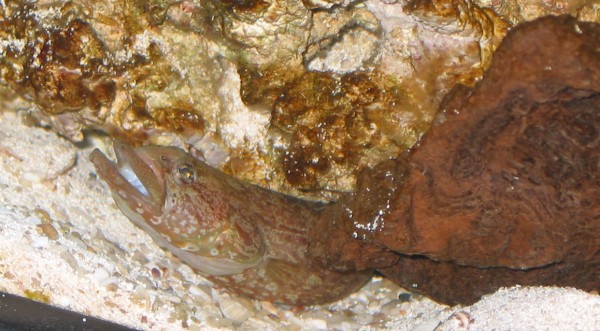 Chillin under one of his rocks.