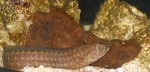 Here's Mushu! He's a 12-13" Green Wolf Eel. He snuggled w/ the Undulated Trigger, and would actually make room for him in his caves!!