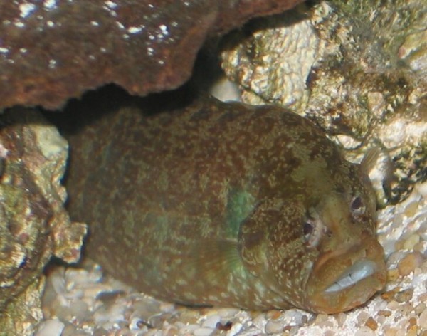 He's got something going on w/ him.. Note the green stuff behind his gills.