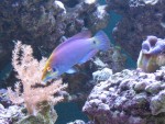 Mystery Wrasse