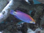 Mystery Wrasse