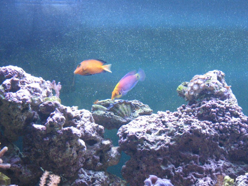 Mystery Wrasse, Chevron Tang