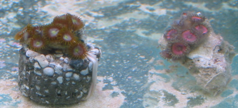 morph on the left, BRIGHT pinks on the right