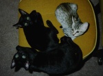 Name: Spot, Pokey, & Hobbes
Ownz: Mouse
Clan: 3vl