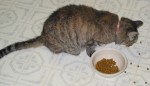 Old Grandma Kitty Kristi. She came with our house! In this picture, she's estimated to be about 14 years old and still enjoying 'Fine Dining'!