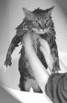 Big Kitty gettin a bath, not a happy camper!