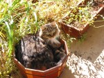 Big Kitty chillin in the planter pots that aren't growing anything anyways, !