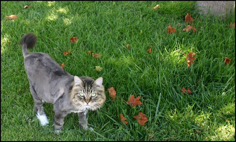 Big Kitty buzzed - he loves this considering it's 108 degrees out today!!