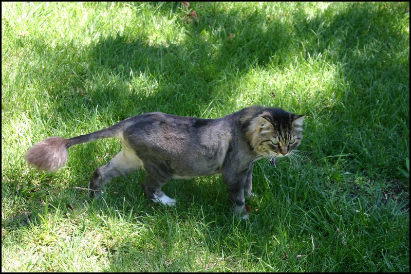 Big Kitty buzzed - he loves this considering it's 108 degrees out today!!