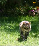 Big Kitty buzzed - he loves this considering it's 108 degrees out today!!