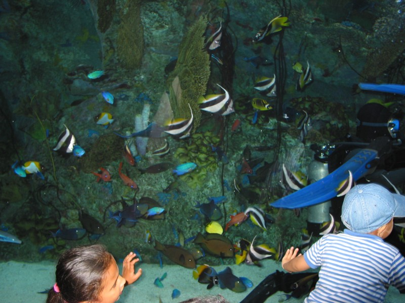 Didn't take too many shots.. But this shot kinda shows you the type of aquariums they have there vs. at Monterey Bay aquarium. Most of the aquariums at 'Aquarium of the Pacific' are tropical and very colorful!