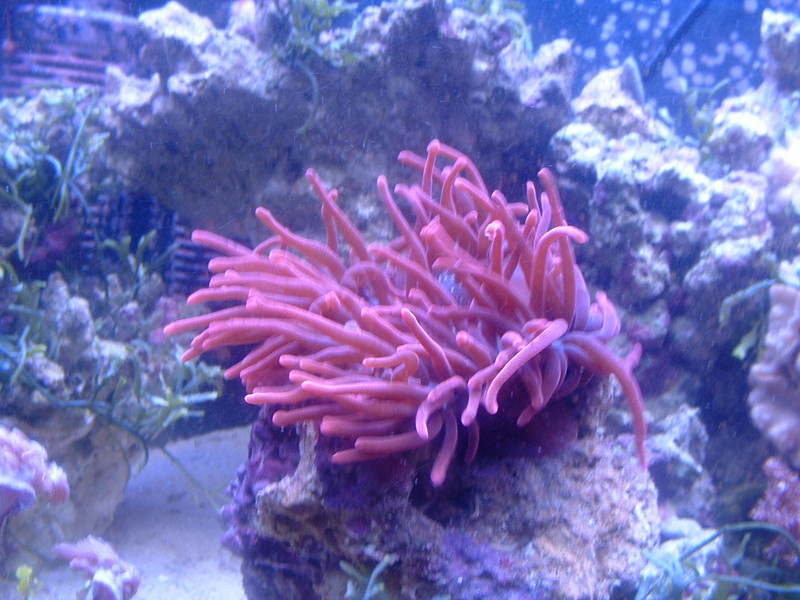 Rose Bubble Tip Anemone