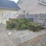 bushes 1